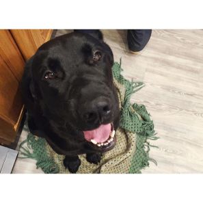 13269362_495596163976343_2083116012_n